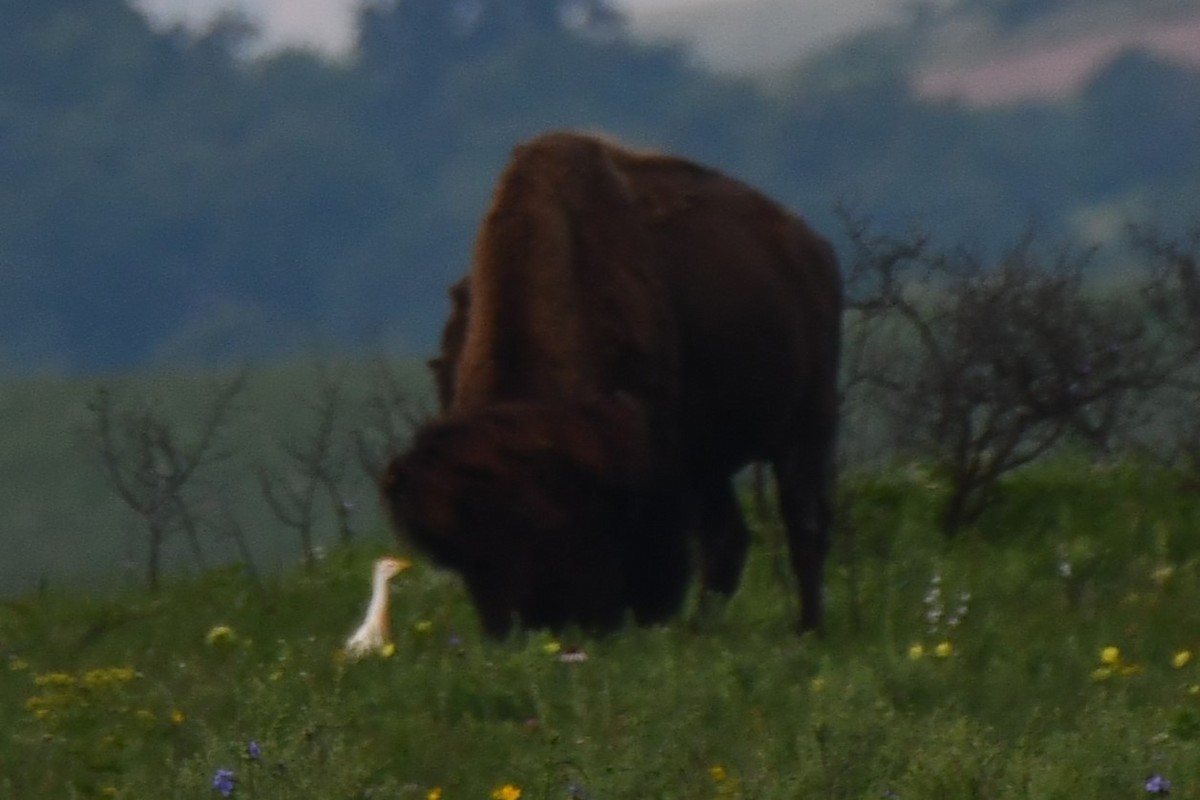 Western Cattle Egret - Carmen Ricer