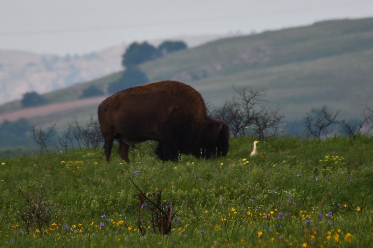 Western Cattle Egret - Carmen Ricer