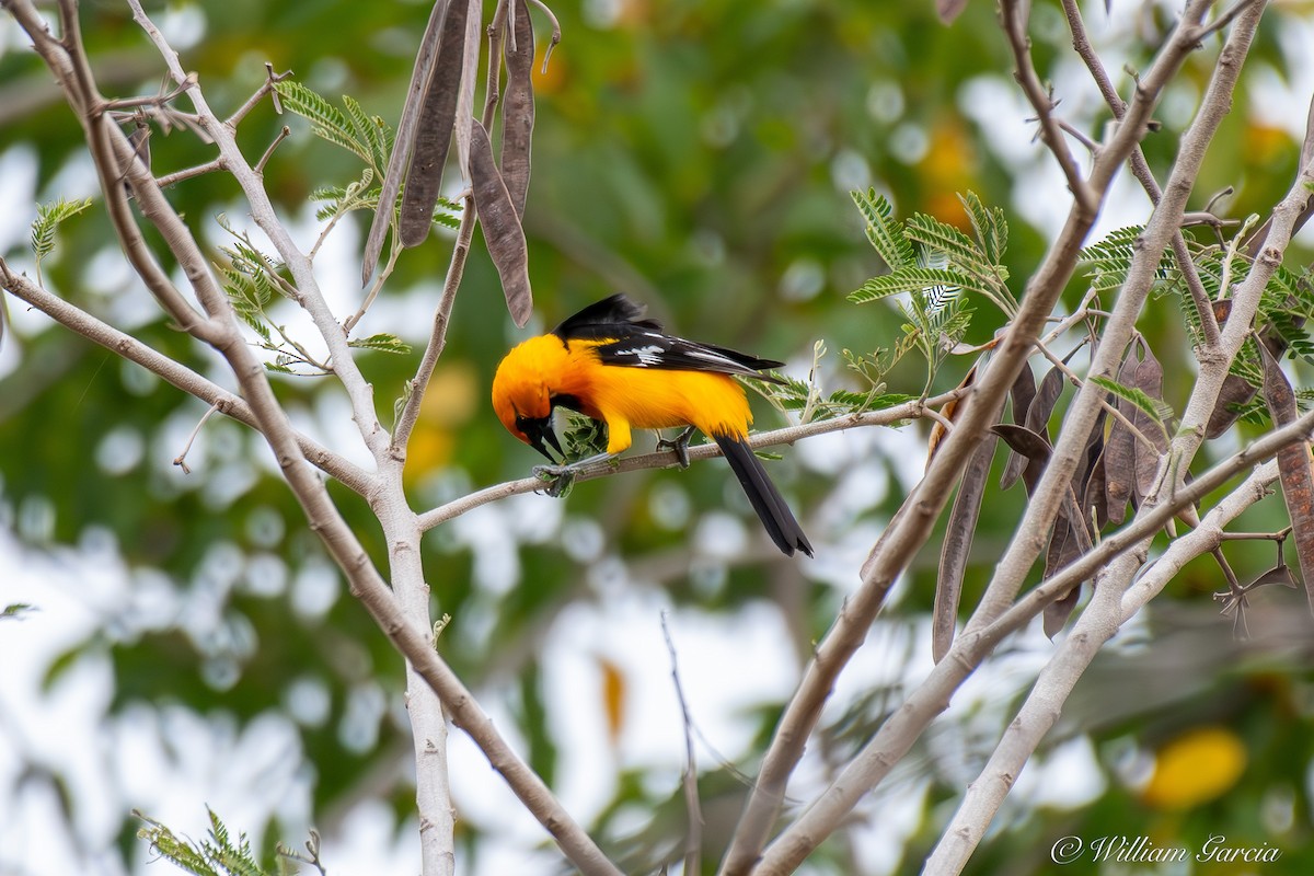 Orange Oriole - Bill Garcia