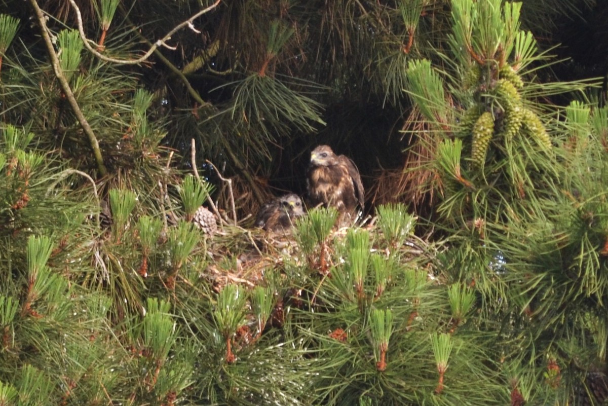 Common Buzzard - Paulo  Roncon