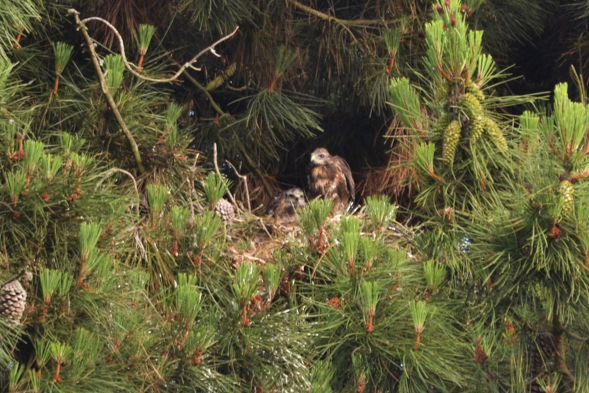 Common Buzzard - Paulo  Roncon