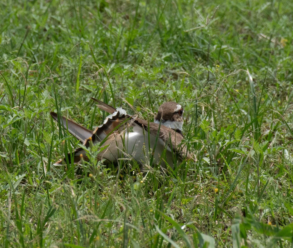 Killdeer - Sandy Thomas