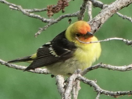 Western Tanager - Mike Blancher