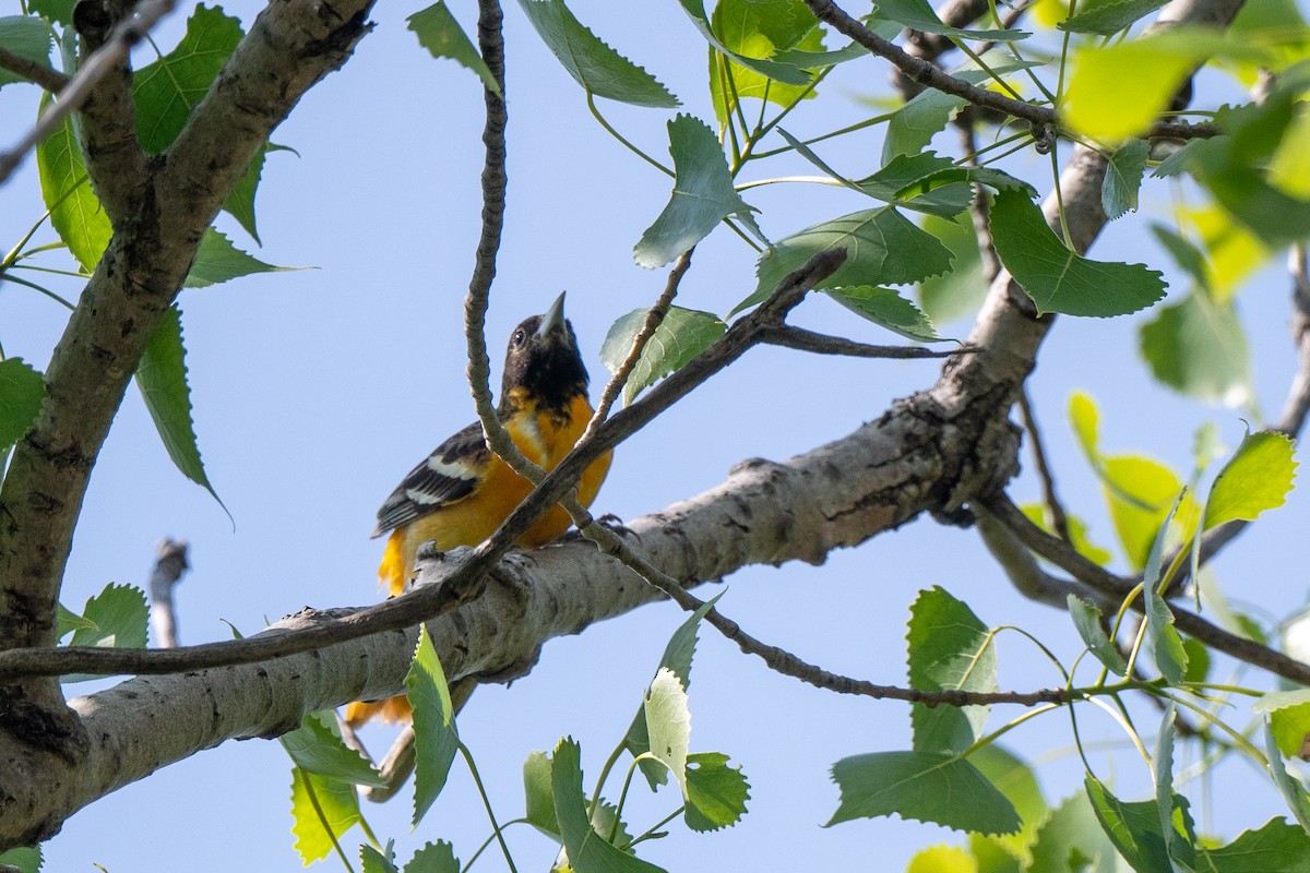 Baltimore Oriole - Susan Teefy