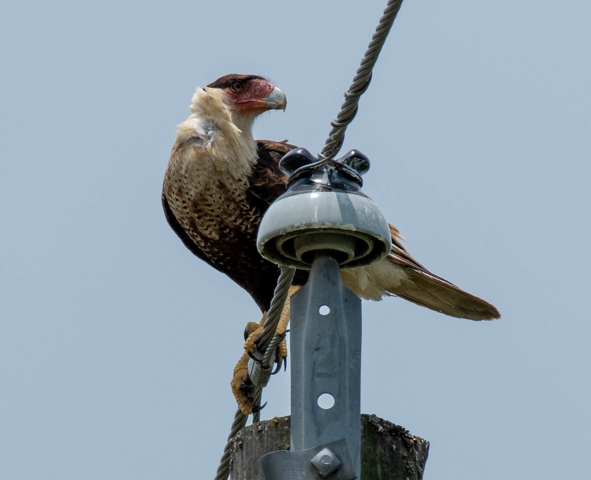 Crested Caracara - Sandy Thomas