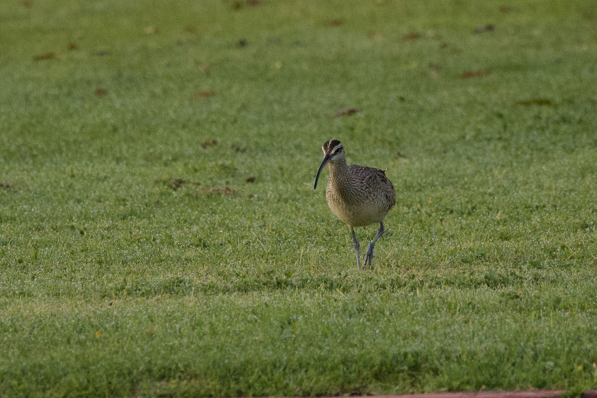 Whimbrel - John Bruin