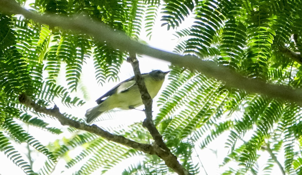 Scrub Euphonia - Laura Voight