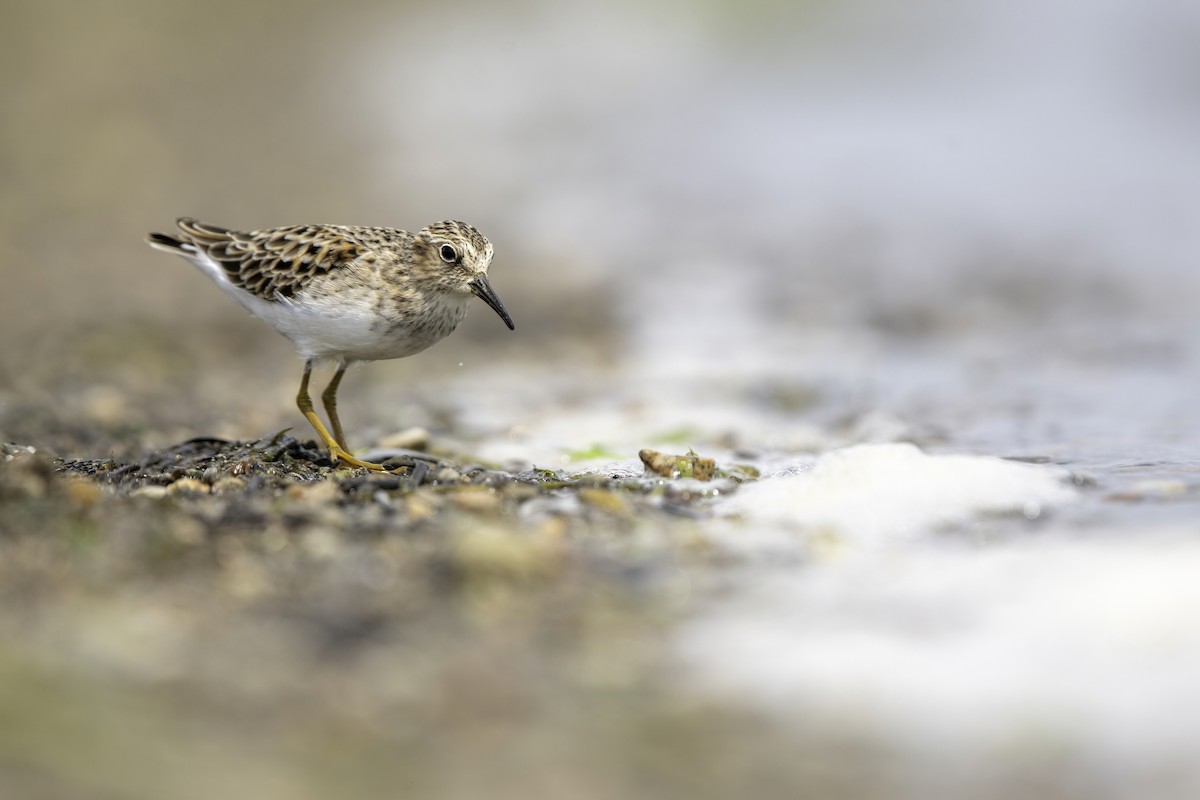 Least Sandpiper - ML619437075
