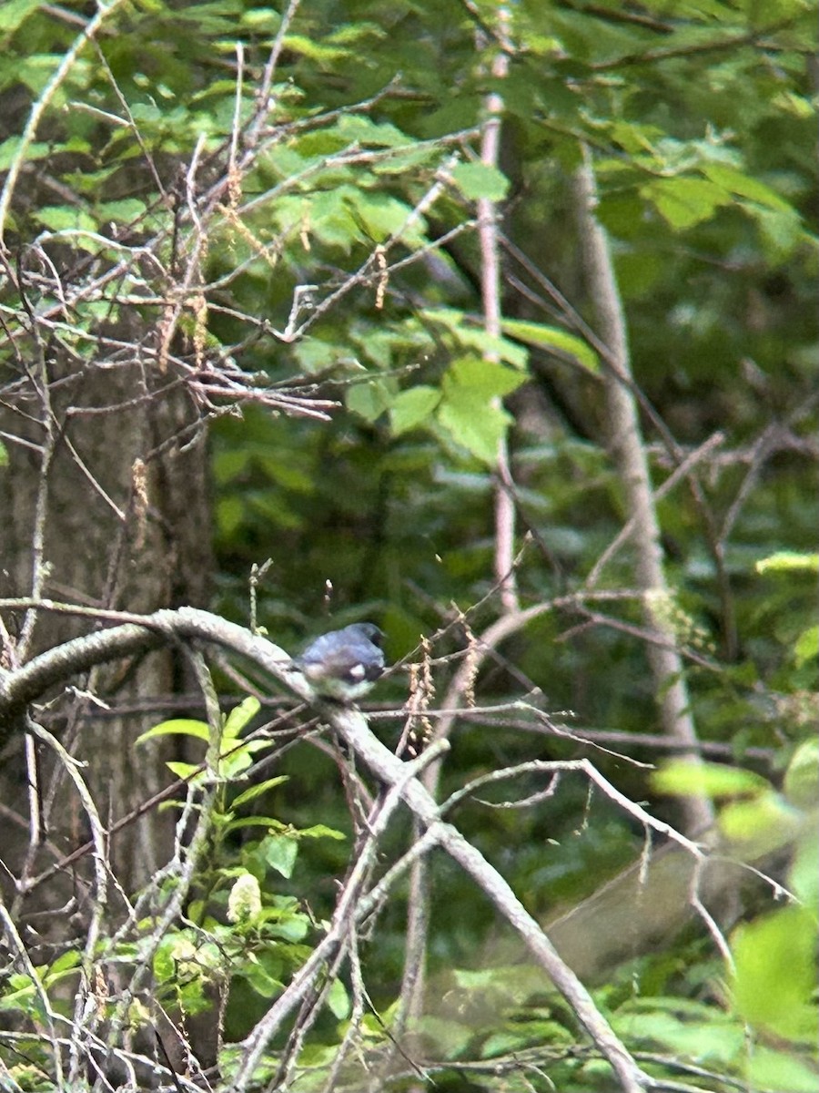Black-throated Blue Warbler - Brandon Prim