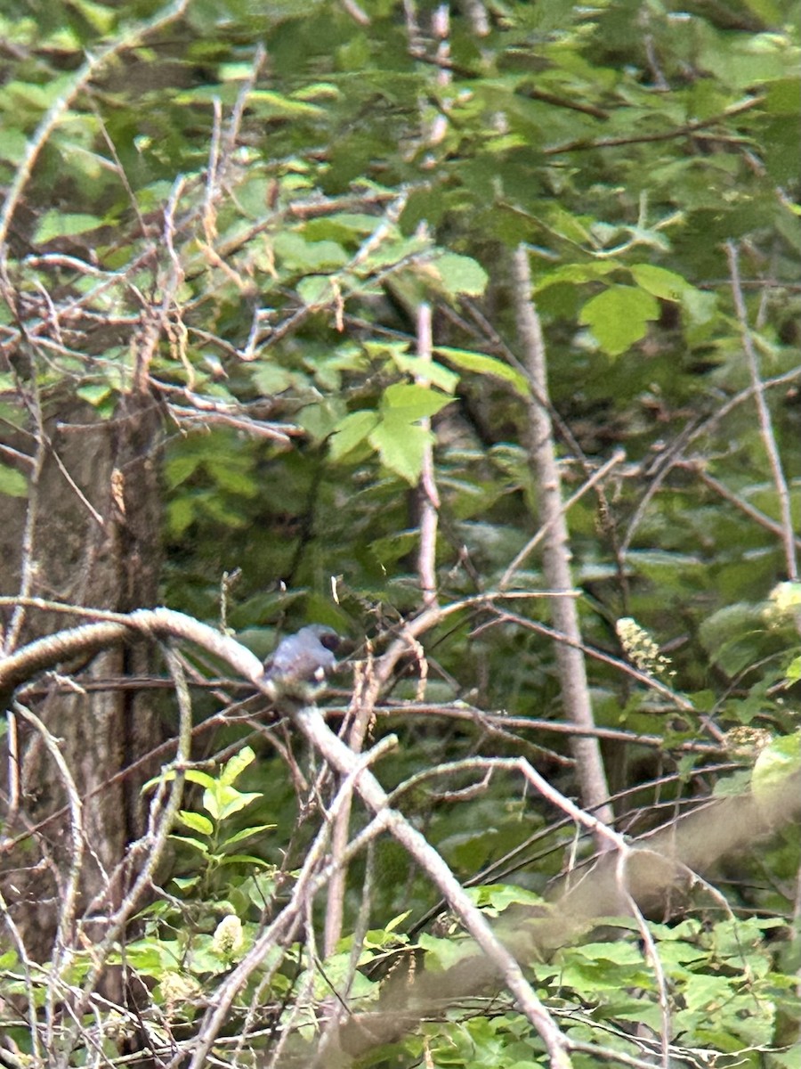 Black-throated Blue Warbler - Brandon Prim