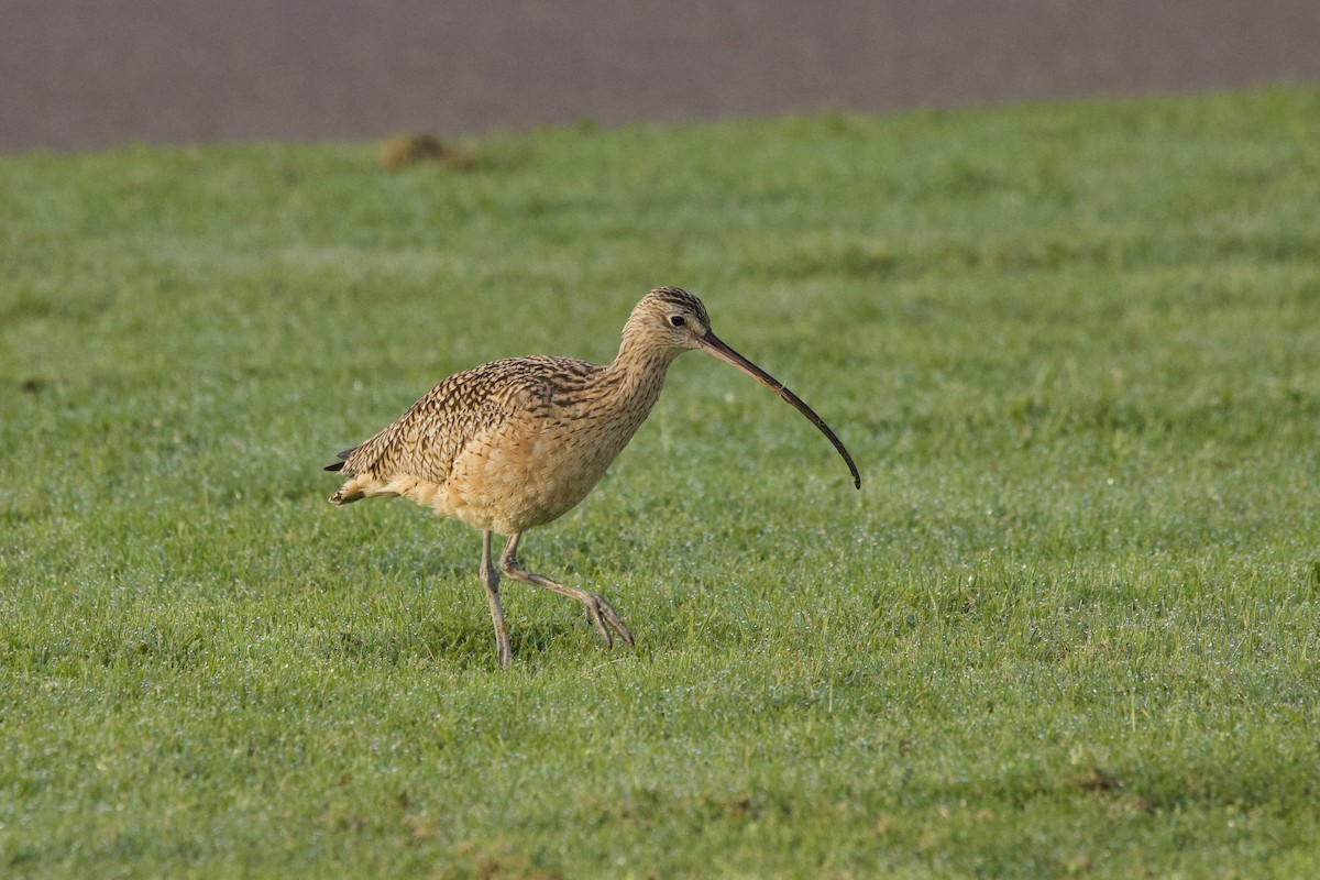 Long-billed Curlew - John Bruin