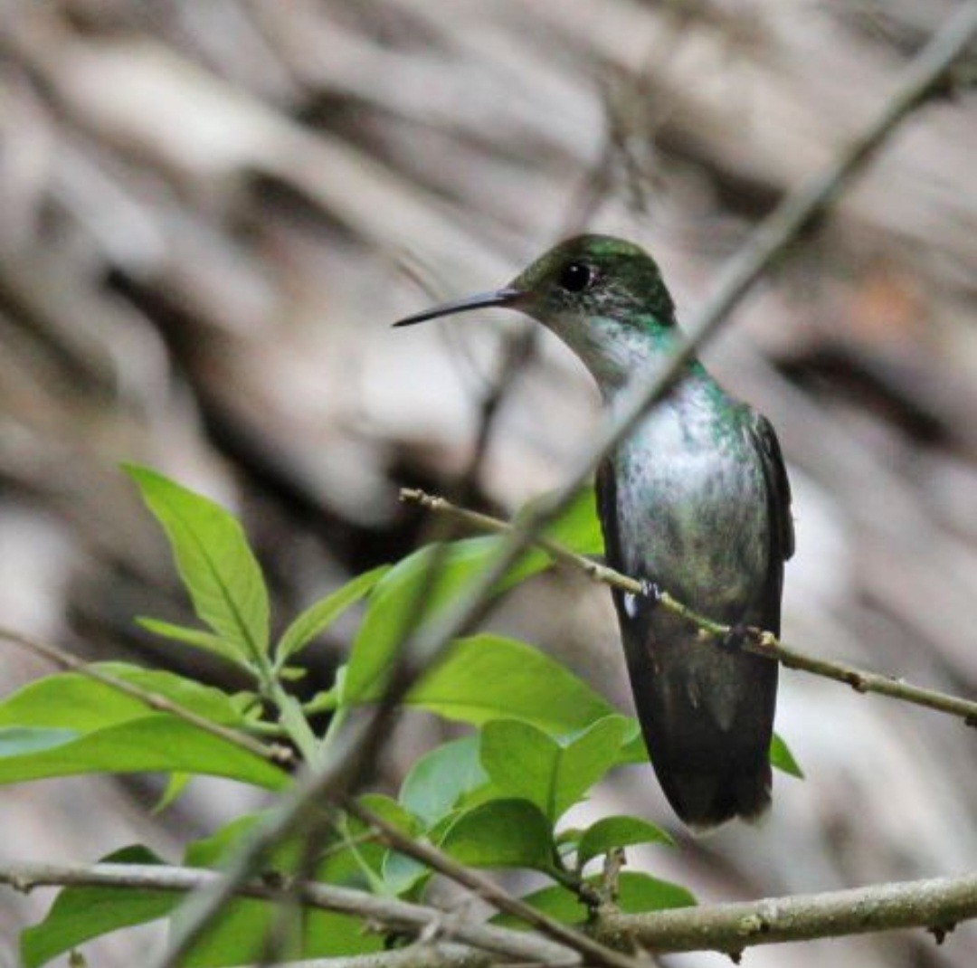 White-bellied Emerald - Diana Laura Sanchez Onofre