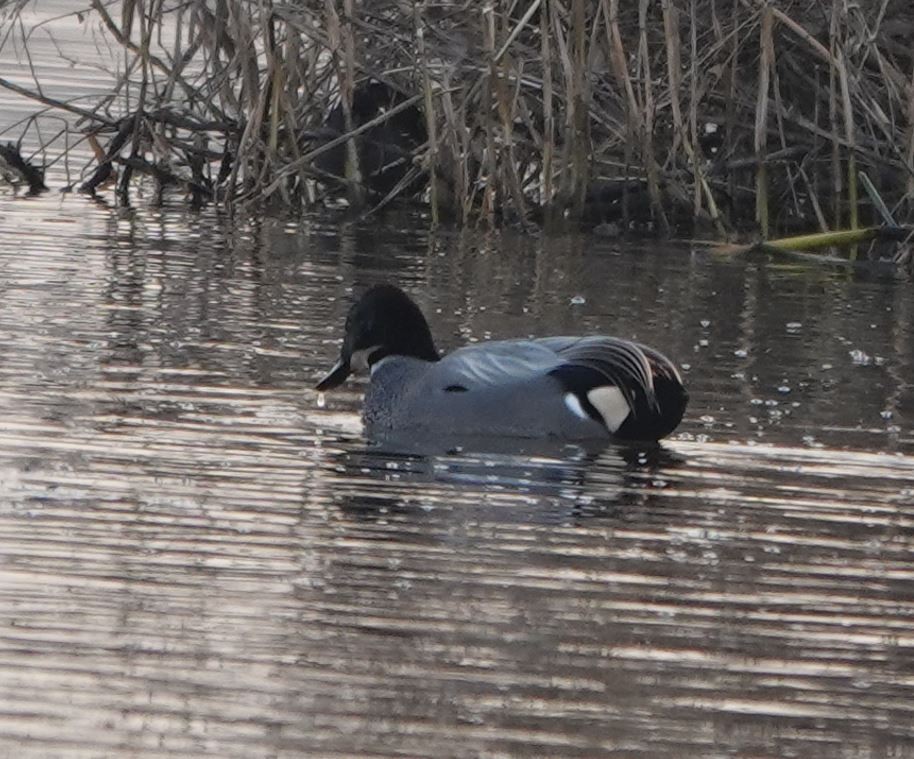 Canard à faucilles - ML619437099