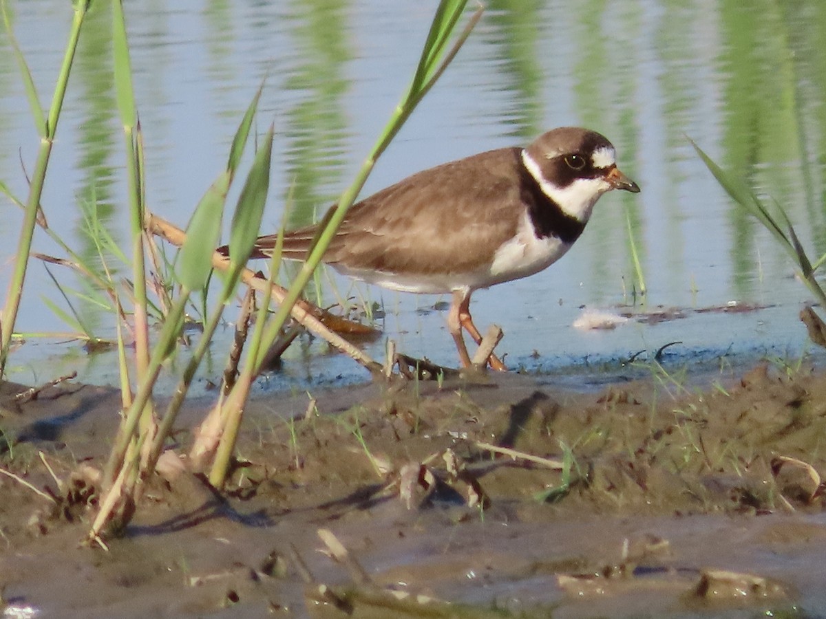 Semipalmated Plover - Christopher Hollister