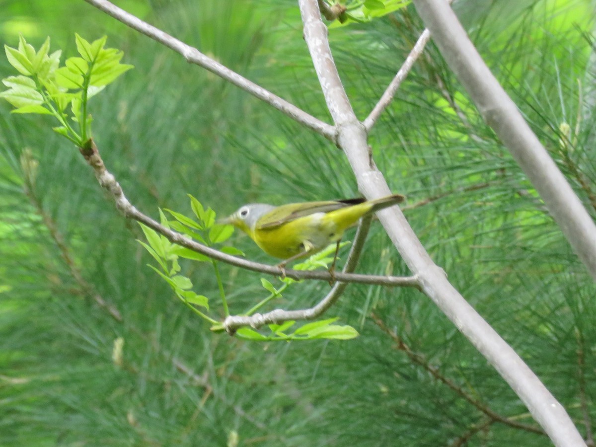 Nashville Warbler - Taran Catania