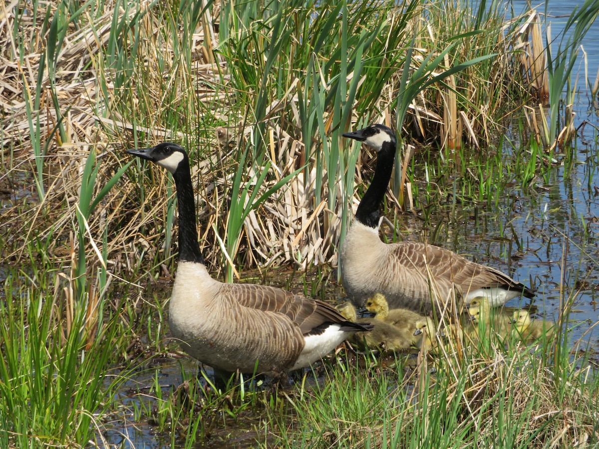 Canada Goose - ML619437112