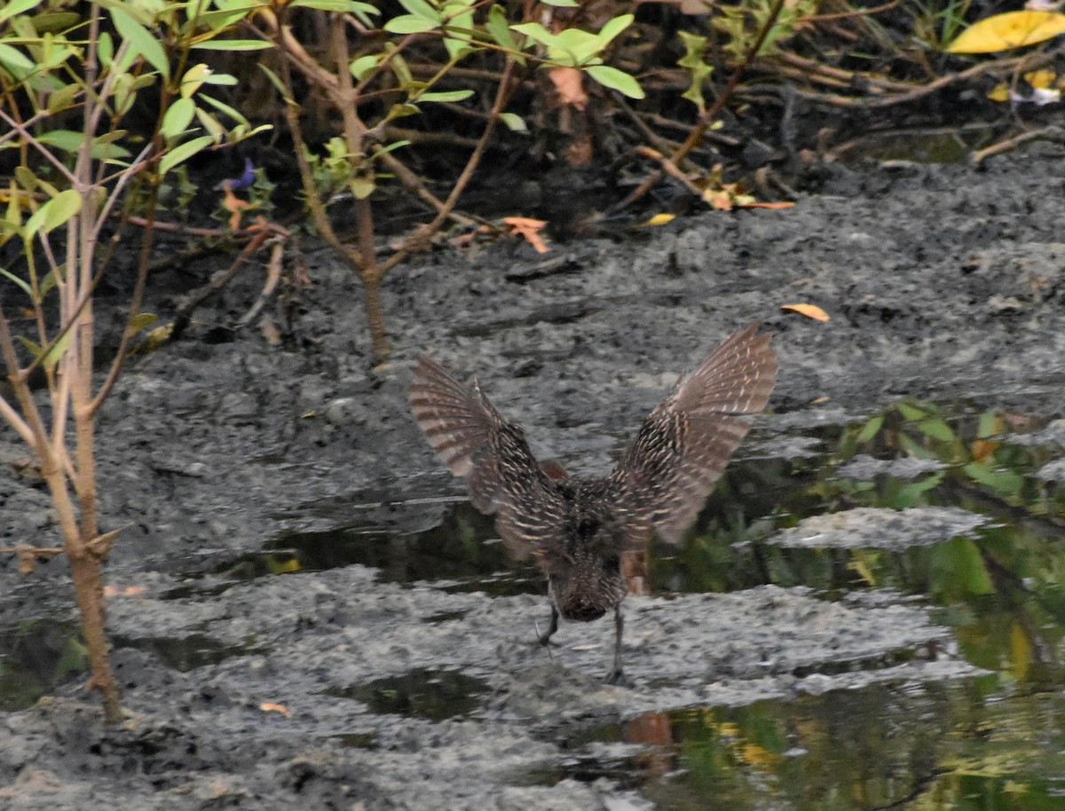 Slaty-breasted Rail - ML619437121