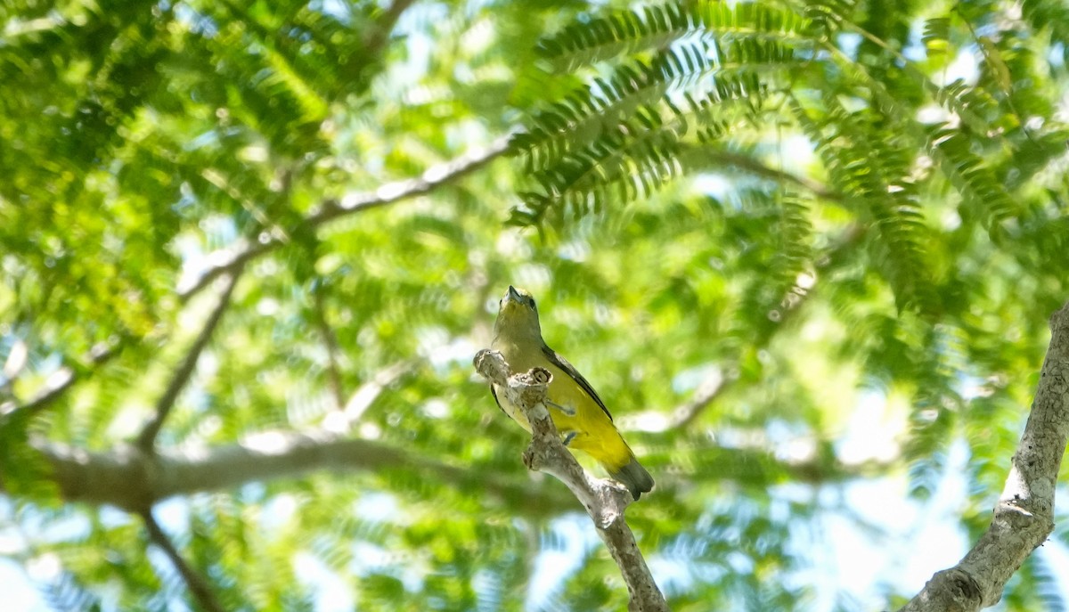 Scrub Euphonia - Laura Voight