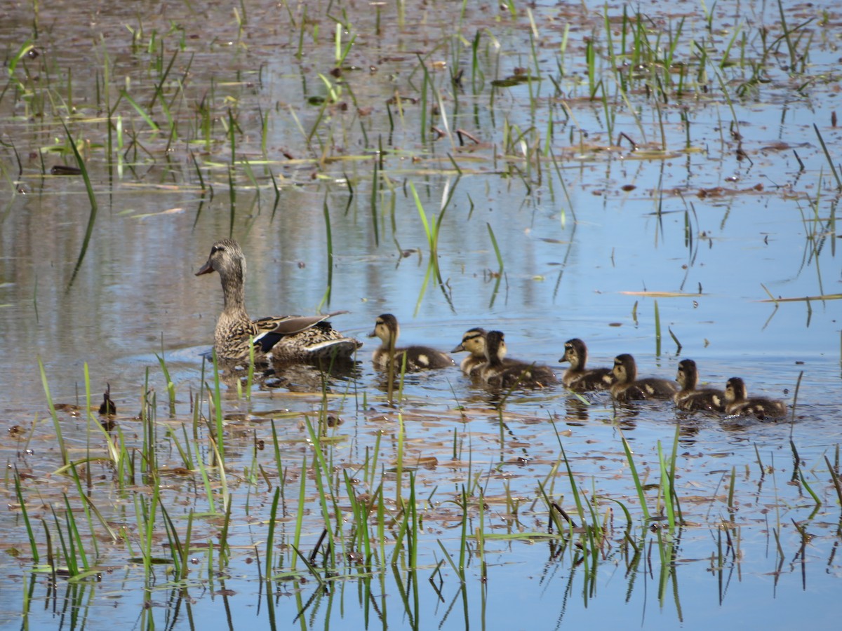 Mallard - ML619437129