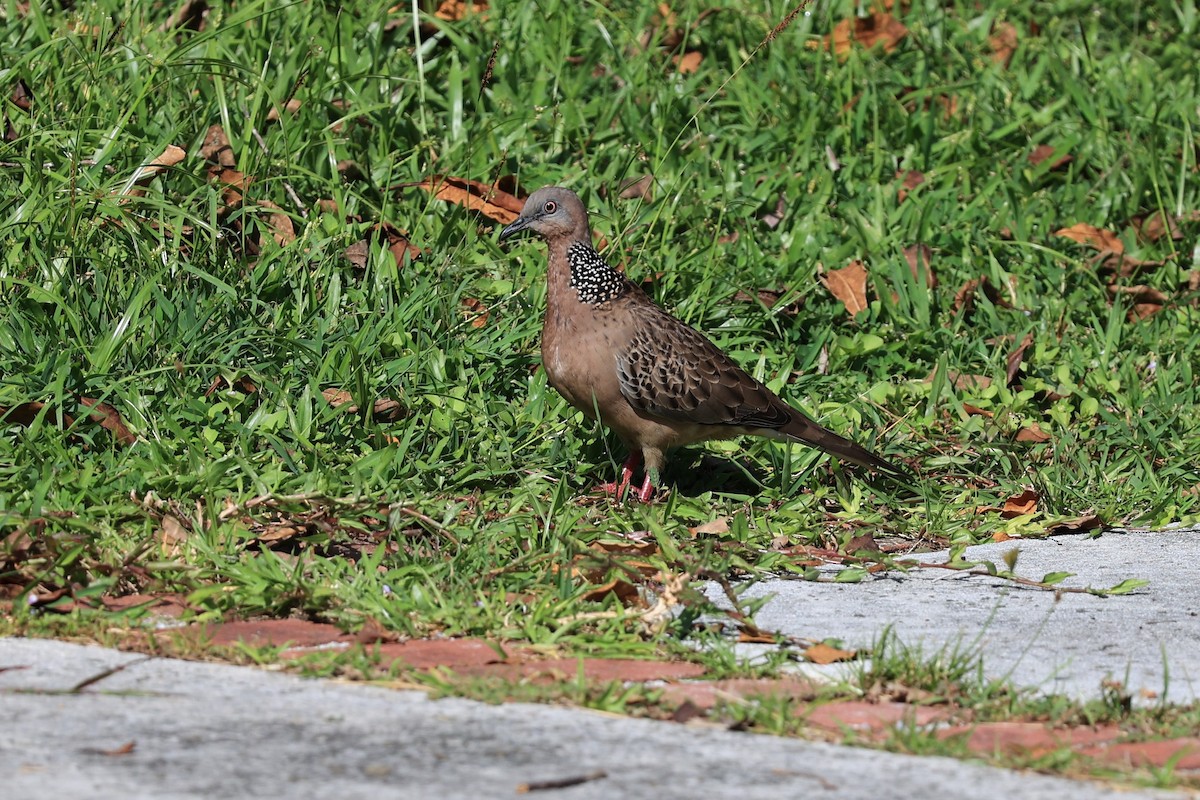 Spotted Dove (Eastern) - Jian-Long(建龍) WU(吳)