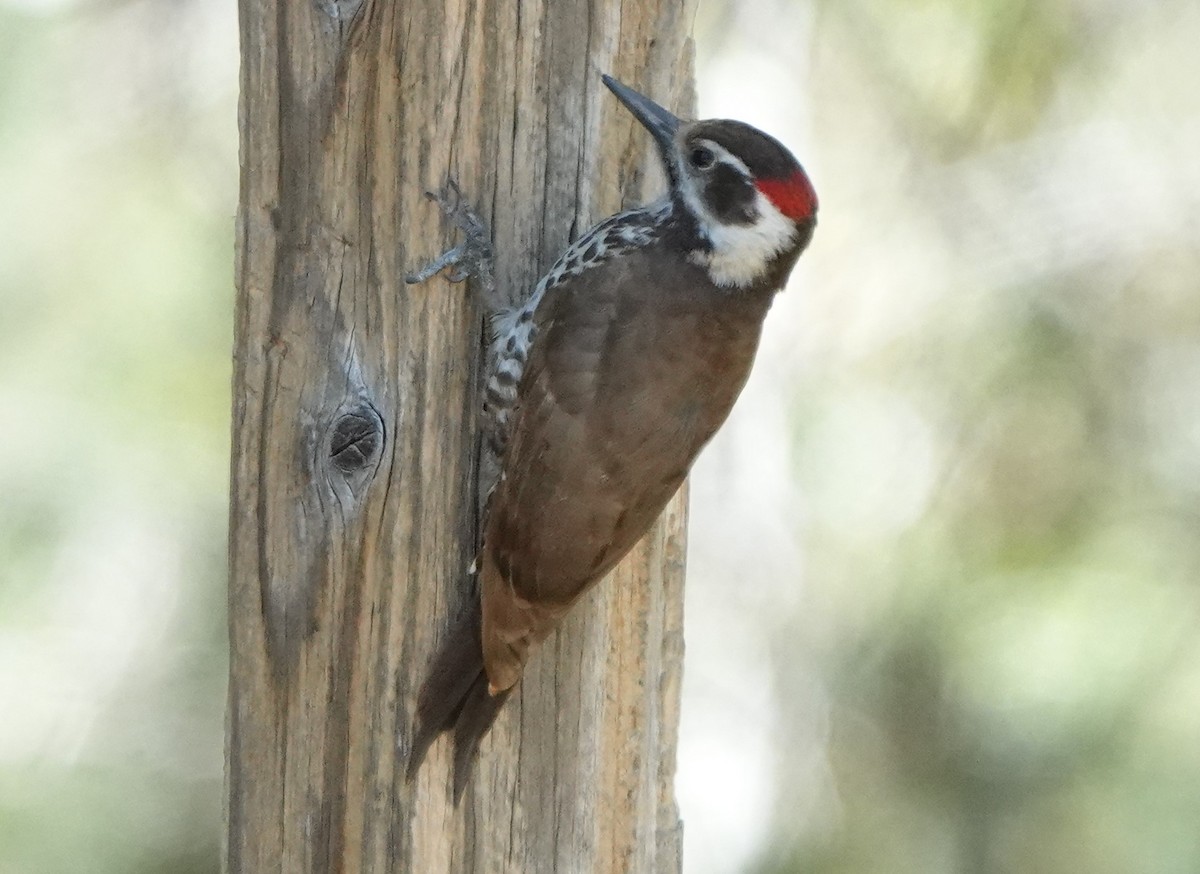 Arizona Woodpecker - Bert Wessling