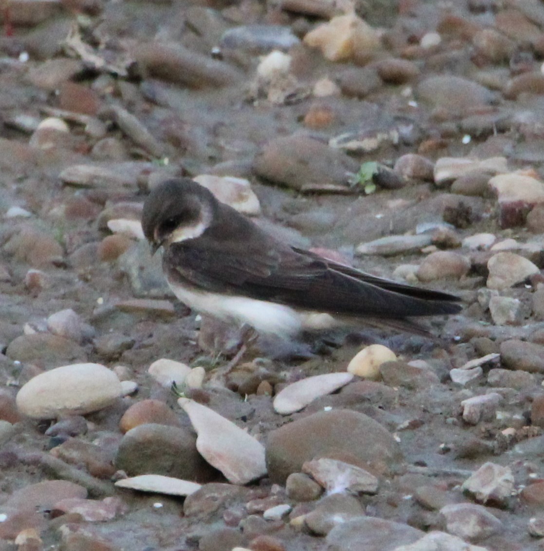 Bank Swallow - NE Ohio Duck Tracker - JUDY   ( ')>