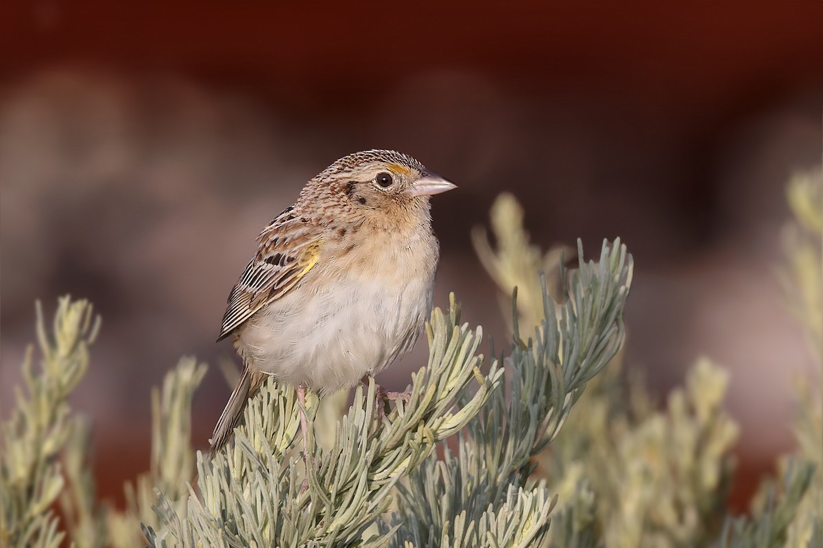 Grasshopper Sparrow - ML619437151