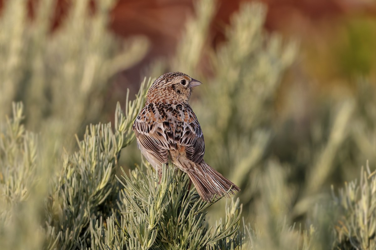 Grasshopper Sparrow - ML619437152