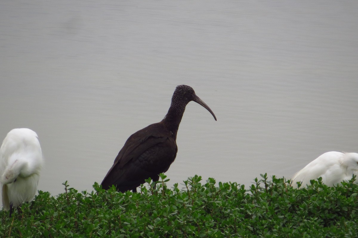 Puna Ibis - Gary Prescott