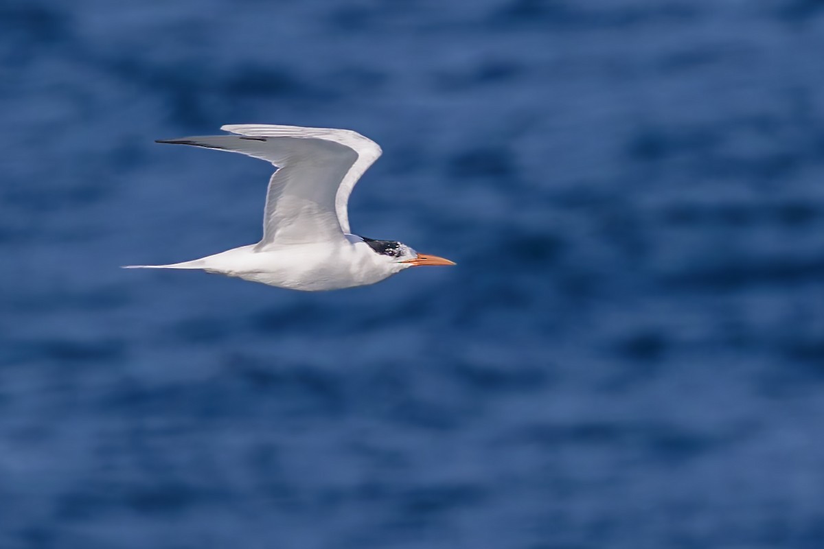 Royal Tern - ML619437178