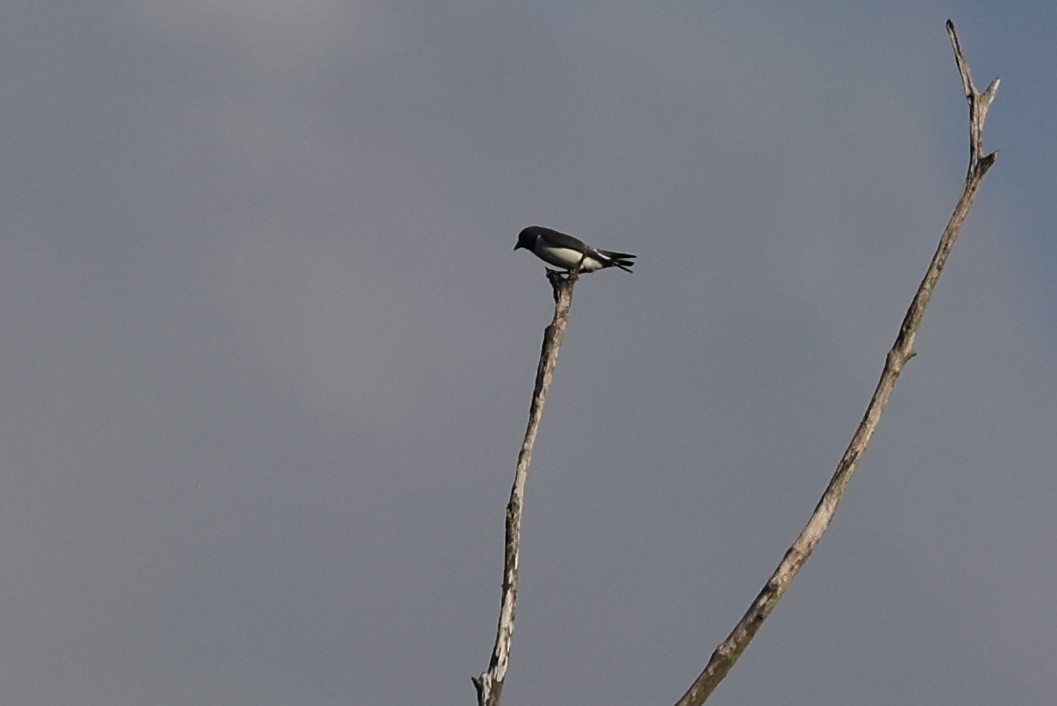 White-breasted Woodswallow - Jian-Long(建龍) WU(吳)