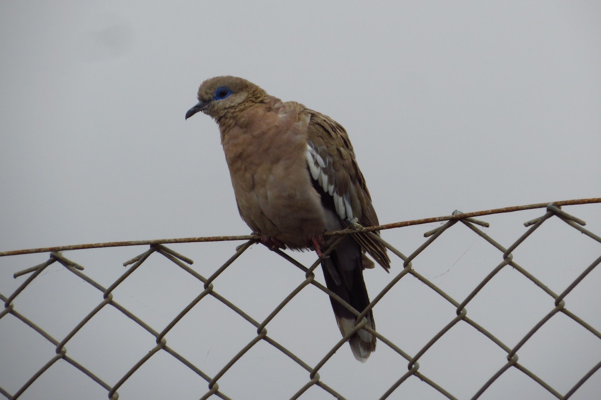 West Peruvian Dove - Gary Prescott