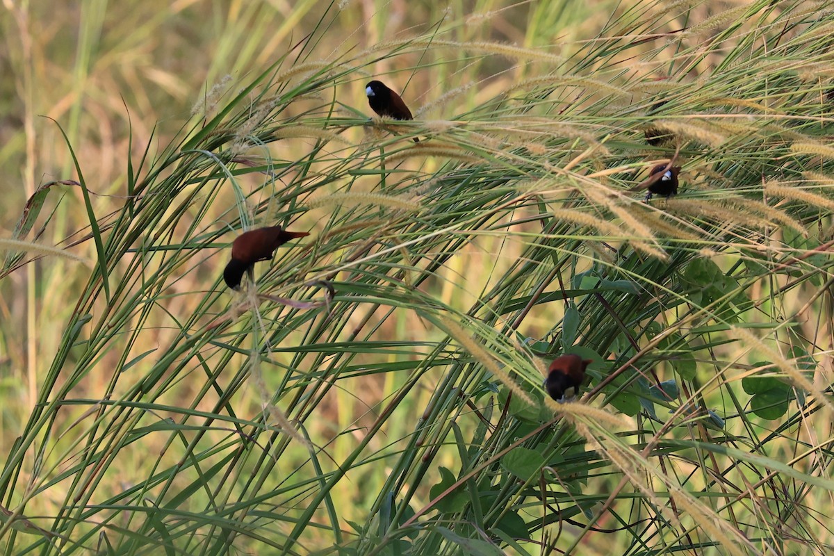 Chestnut Munia (Chestnut) - ML619437190