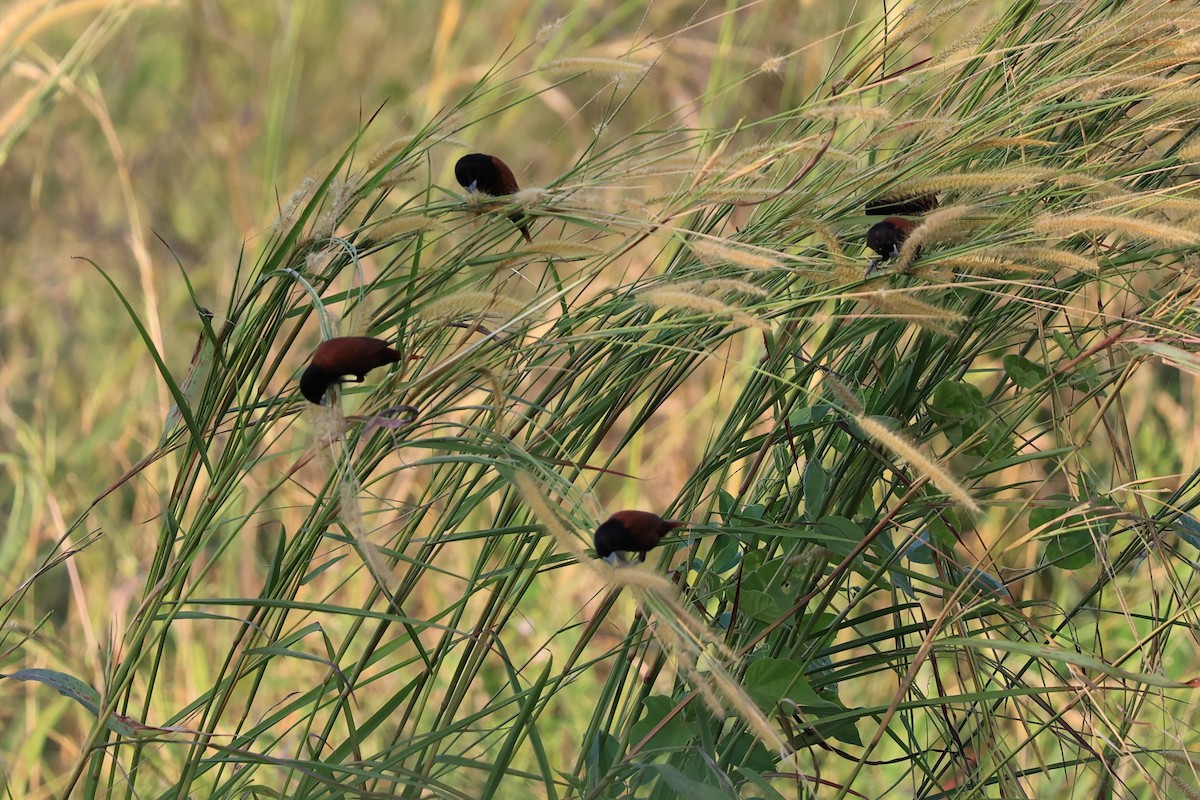 Chestnut Munia (Chestnut) - Jian-Long(建龍) WU(吳)