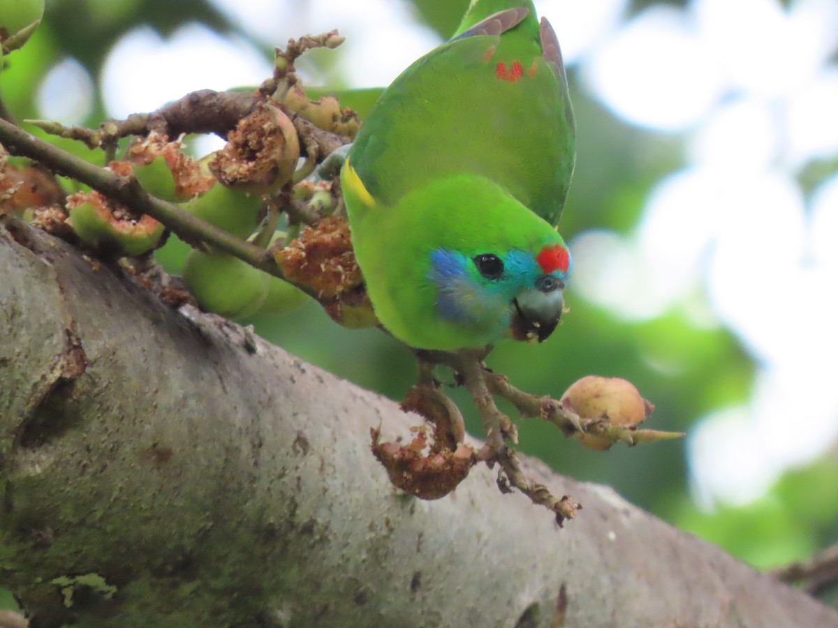 Double-eyed Fig-Parrot - Sue Beatty