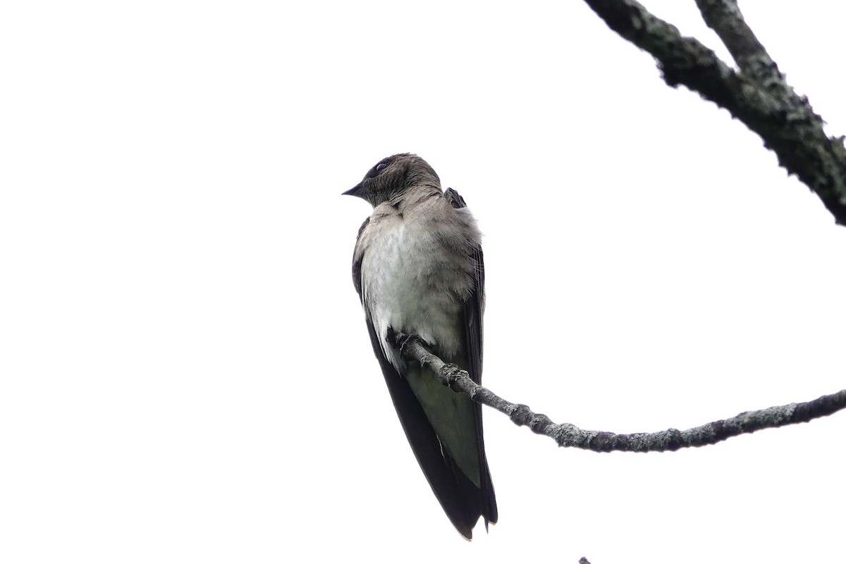 Northern Rough-winged Swallow - Linda Merry