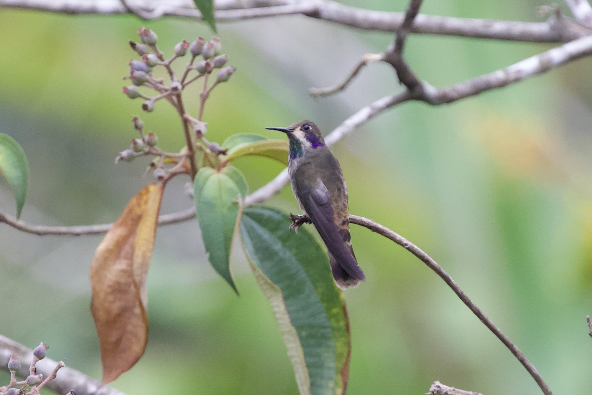 Brown Violetear - Krista Oswald