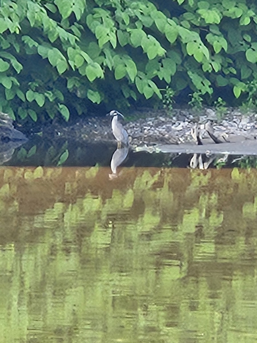 Yellow-crowned Night Heron - ML619437217