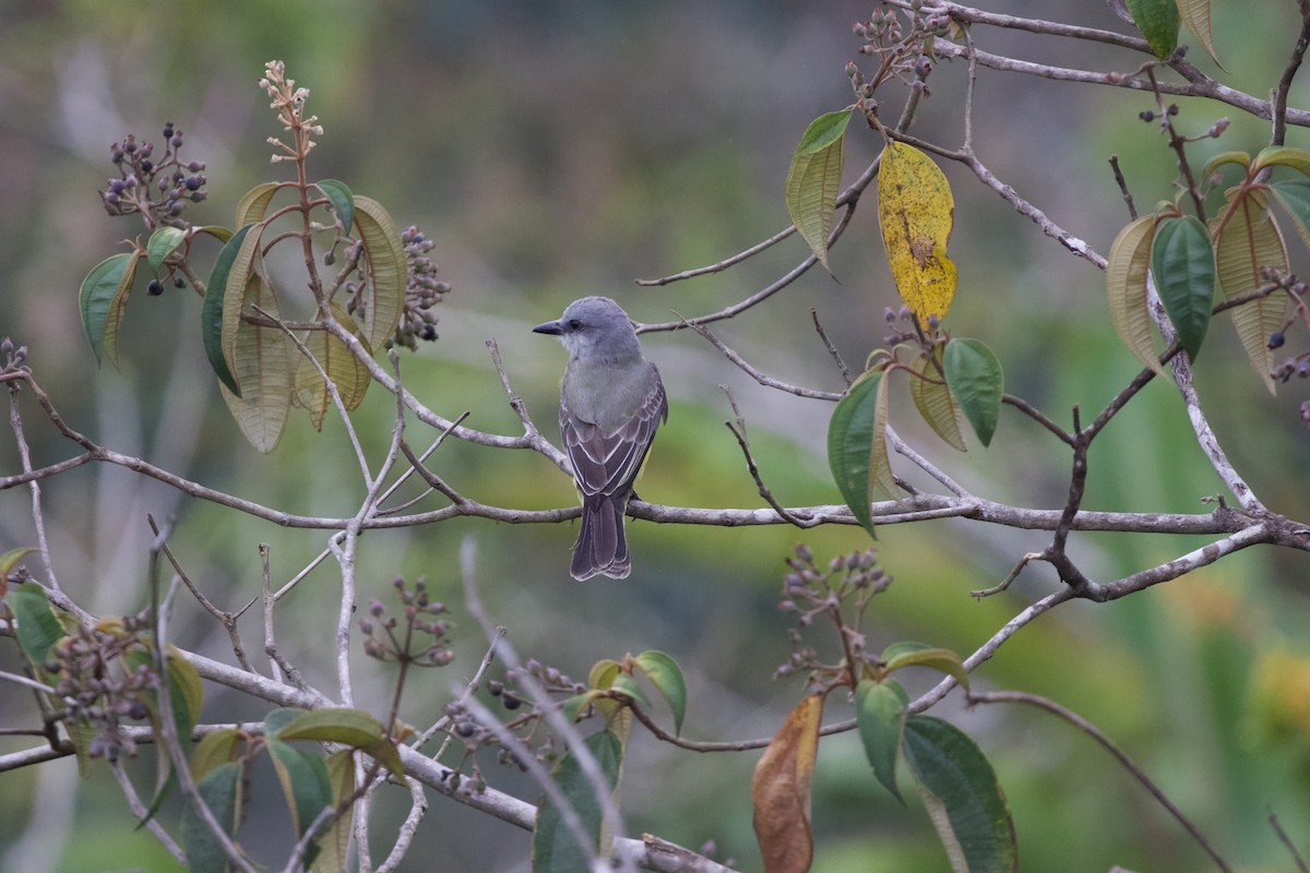 Tropical Kingbird - Krista Oswald