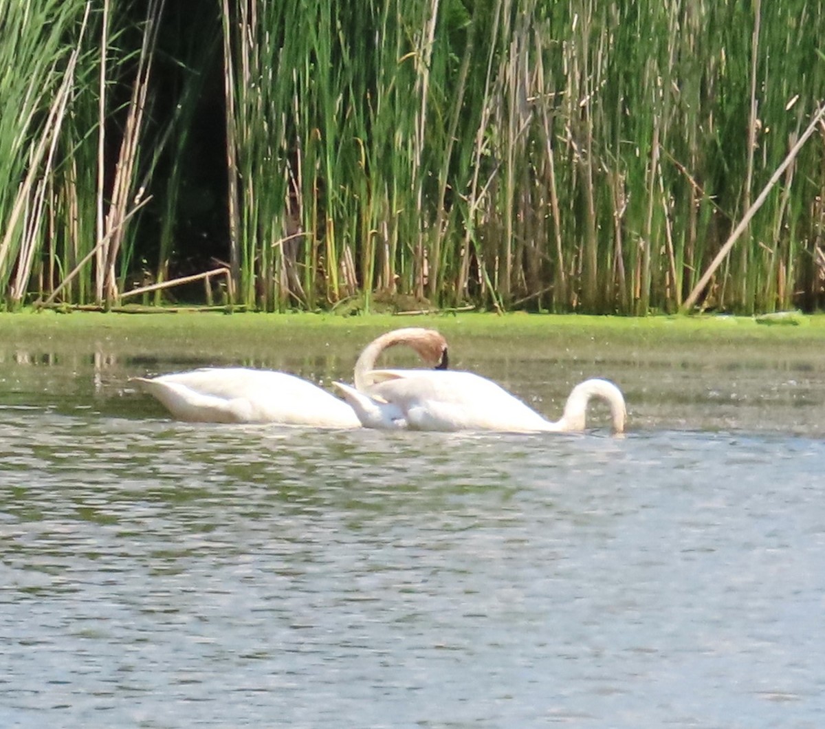 Trumpeter Swan - Juliet Berger