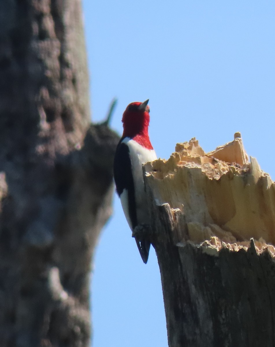 Red-headed Woodpecker - ML619437240