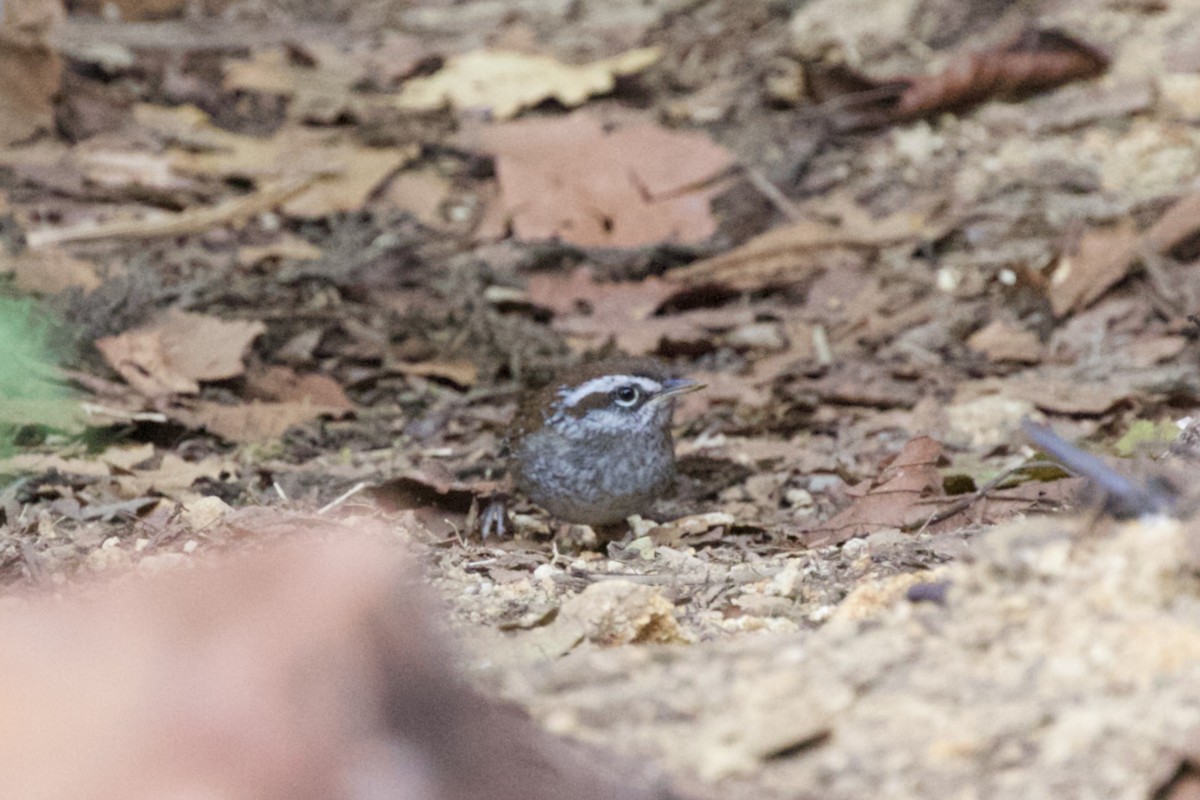 Timberline Wren - ML619437262