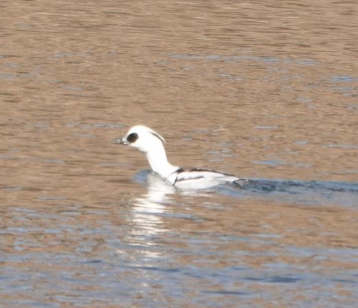 Smew - Zhongyu Wang