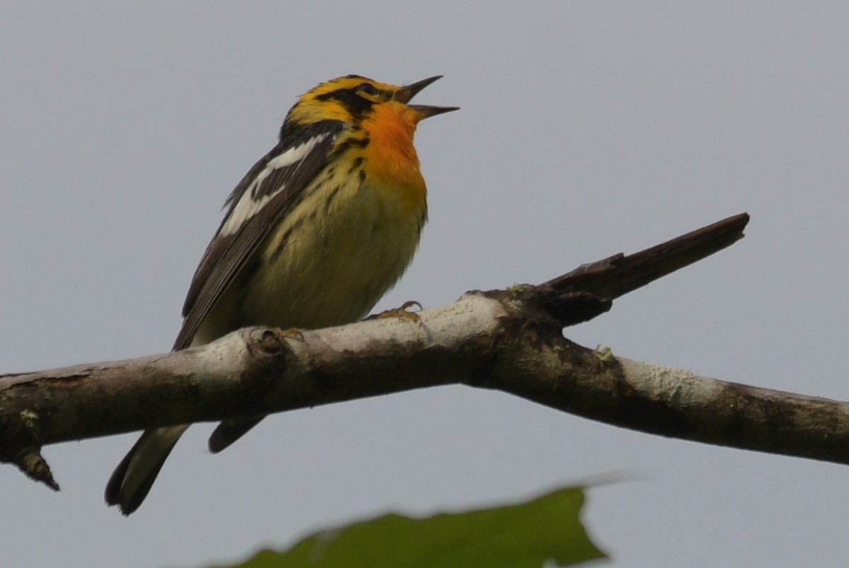 Blackburnian Warbler - Alan and Debbie Dickinson