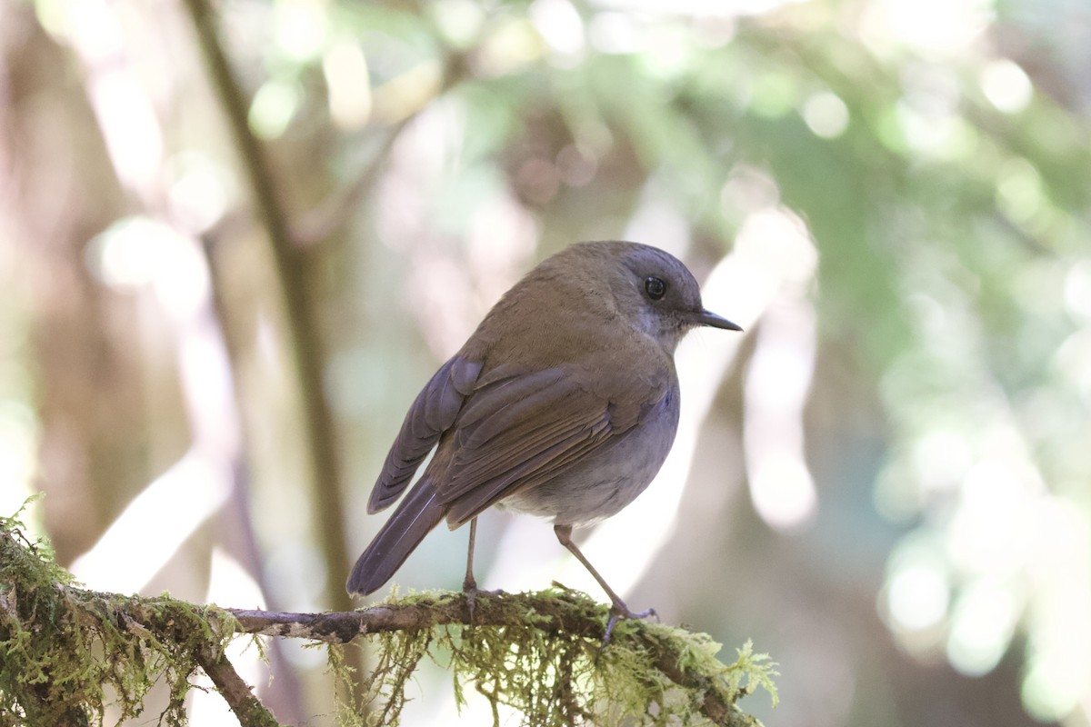 Black-billed Nightingale-Thrush - Krista Oswald