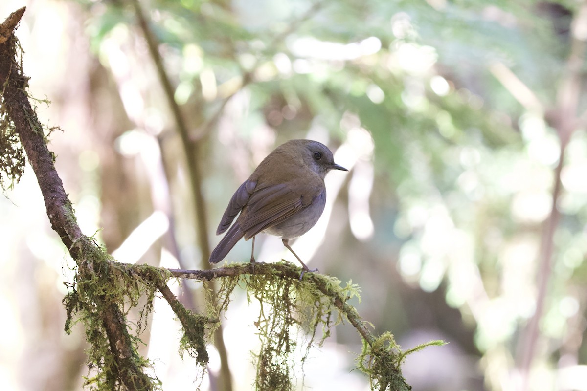 Black-billed Nightingale-Thrush - ML619437268