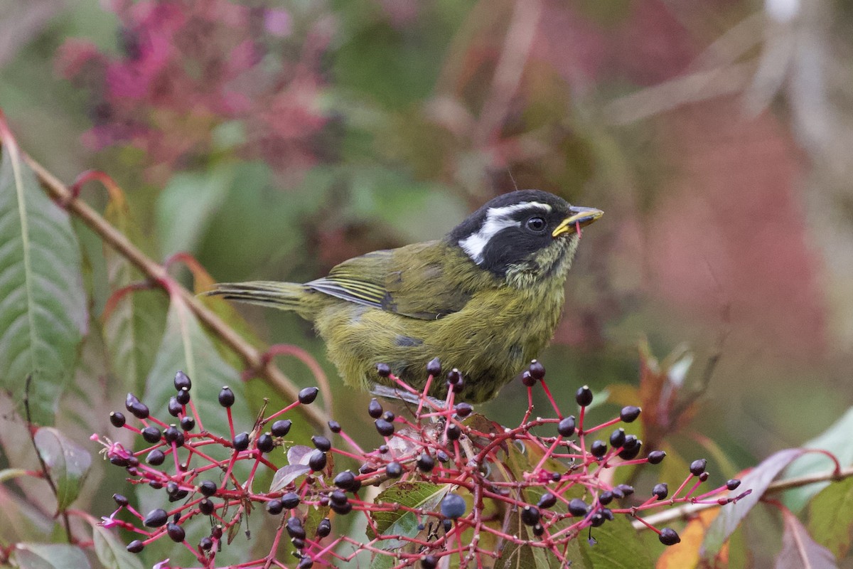 Sooty-capped Chlorospingus - Krista Oswald