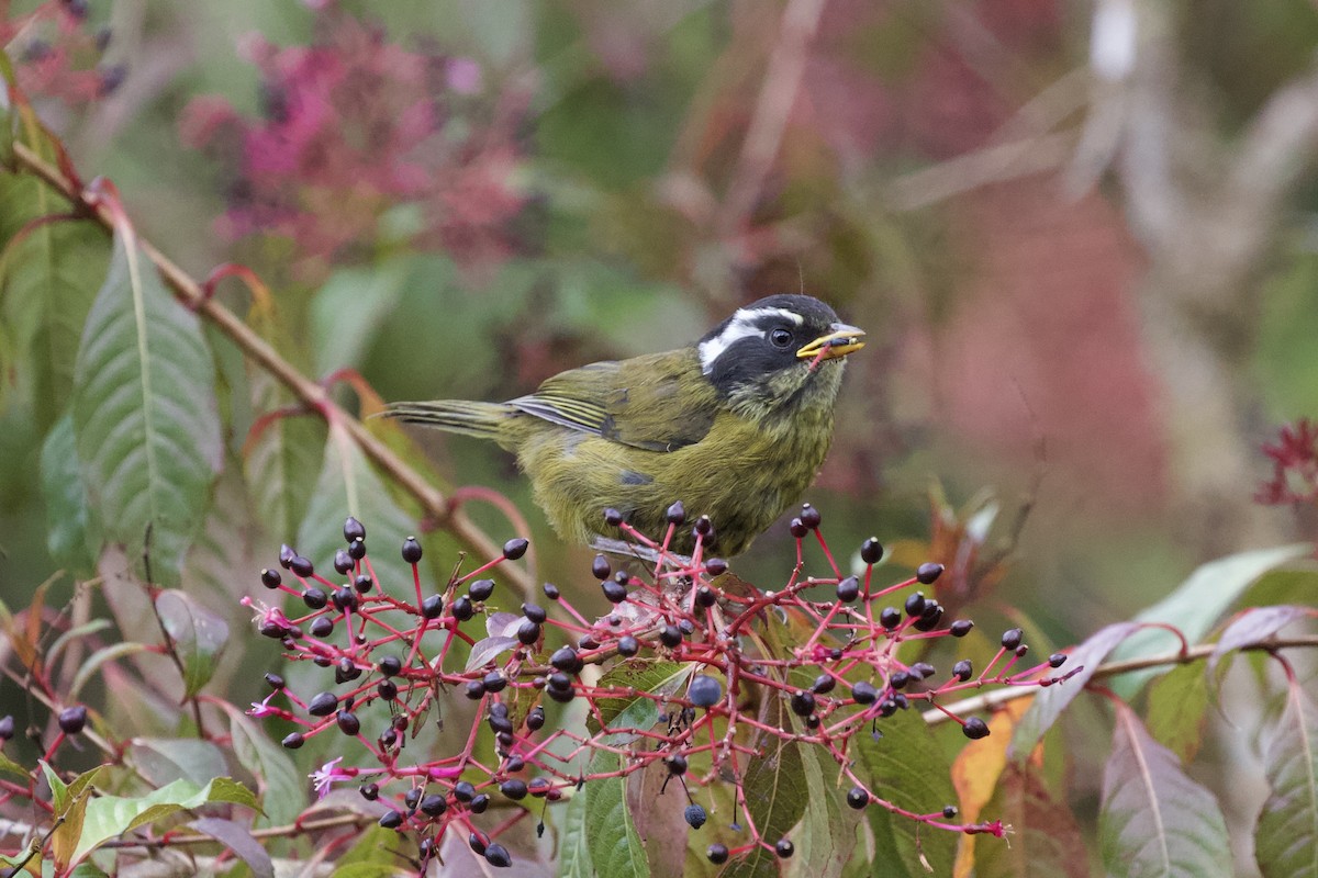 Sooty-capped Chlorospingus - Krista Oswald