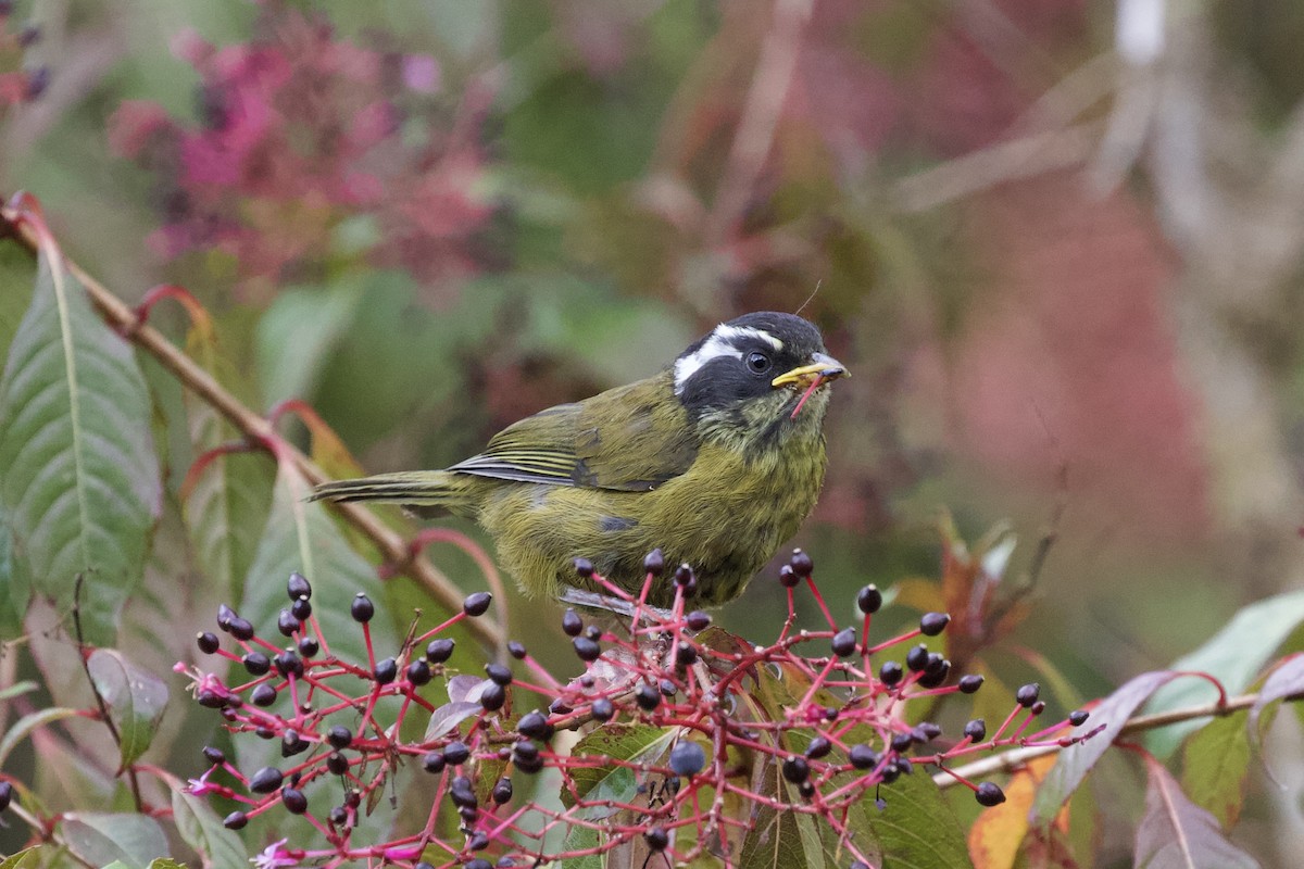 Sooty-capped Chlorospingus - Krista Oswald