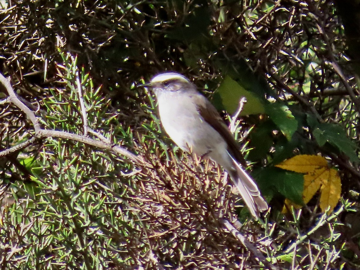 White-browed Chat-Tyrant - Greg Vassilopoulos